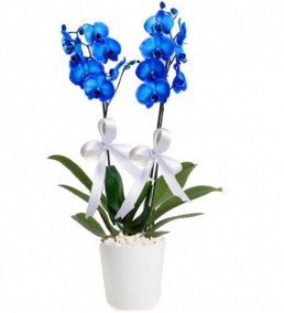 kili Mavi Orkide