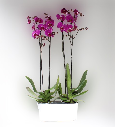 4 Dall Renkli Orkide