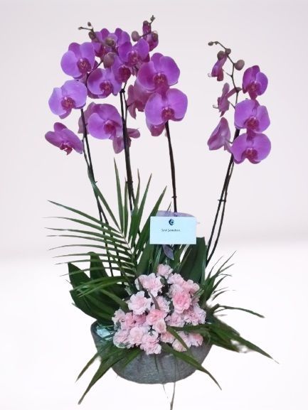 Özel renkli orkide tasarýmý
