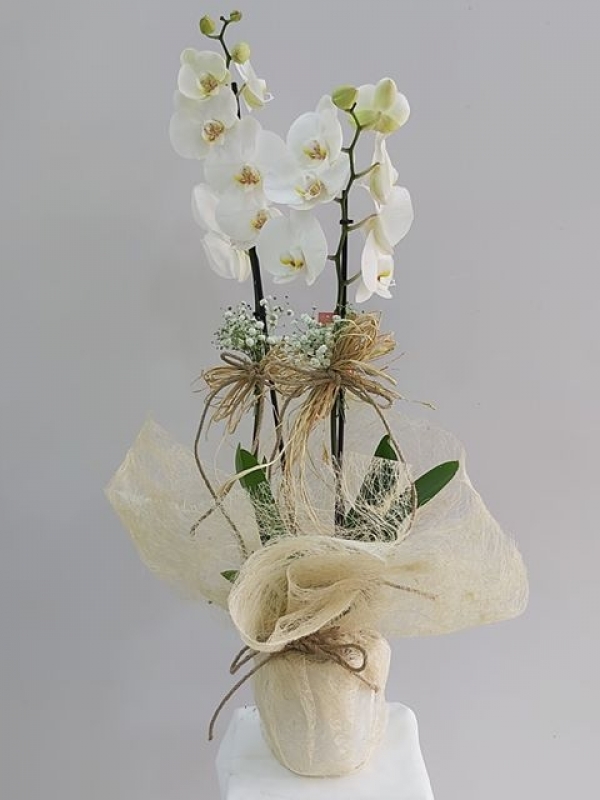 Ýkili Beyaz Orkide 